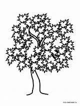 Tree Maple Coloring Pages Oak Willow Drawing Printable Trees Color Live Weeping Kids Simple Getcolorings Getdrawings Vase Drawings Vector Recommended sketch template