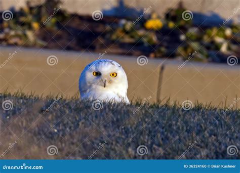 snowy owl stock photo image  talon sitting prey