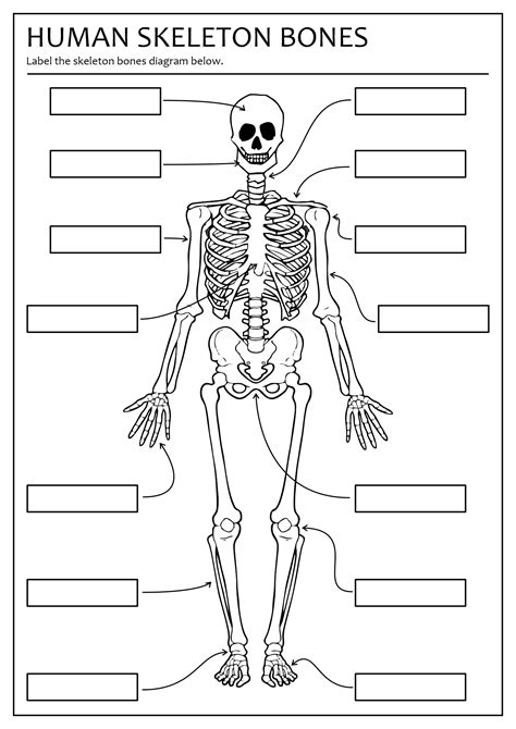 blank skeletal anatomy diagram