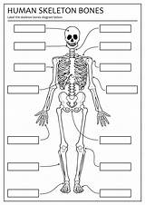 Skeleton Worksheet Bones Human Printable Worksheets Bone Diagram Unlabeled Skull Worksheeto Via sketch template