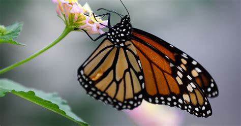 government pledges 3 2 million to help monarch butterfly