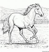 Malvorlagen Pferd Colorkid Bauernhof Pferde sketch template