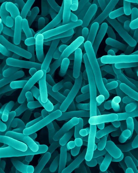 listeria monocytogenes bacterium sem bild kaufen  science