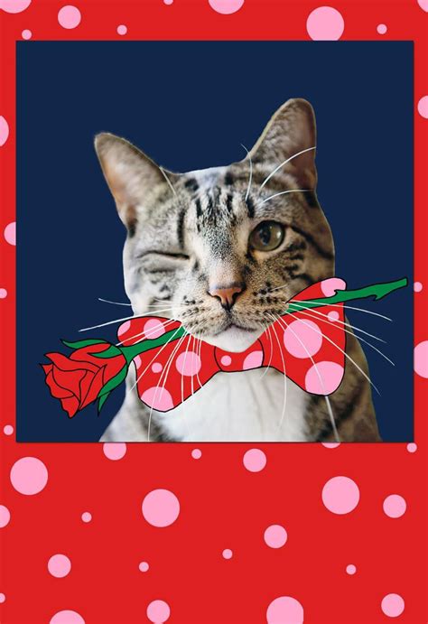 purrfect valentines day cards  cat lovers cat opedia