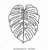 Philodendron sketch template