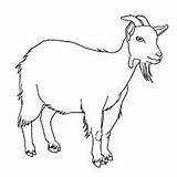 Goats Farm Cabra Páginas Cabras sketch template