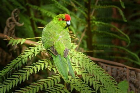 kakariki parakeet   world parrot refuge
