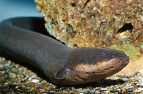 electric eels curl   double  shock  science