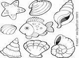Conch Shell Coloring Getdrawings sketch template