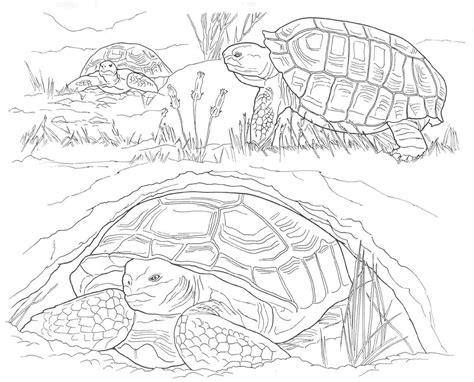 printable coloring pages  desert animals coloring page coloring home