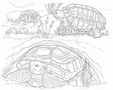 Coloring Desert Pages Animals Printable September Print Color Getcolorings sketch template