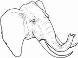 Elephant Line Head Coloring Drawing Clipart Vector Clip Pages Republican Drawings Vectors Getcolorings Svg Lines Monochrome Carnivoran Figure Photography Transparent sketch template