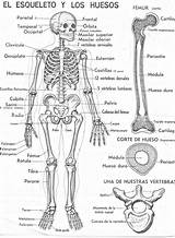 Huesos Esqueleto Colorear Nombres Skeleton Bones sketch template