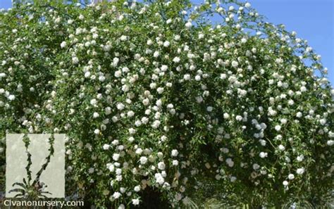 white lady banks rose rosa banksiae alba plena civano nursery