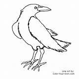 Raven Coloring Pages Color Line Bird Kids Index Own sketch template