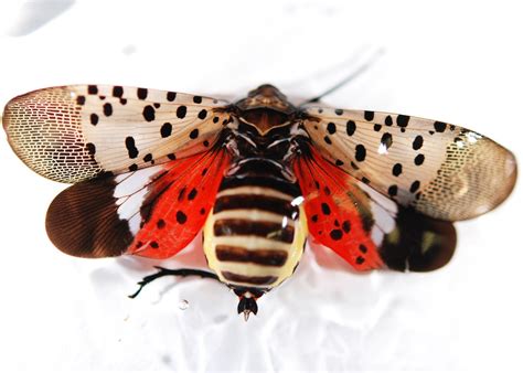 invasive spotted lanternfly        lehigh