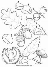 Kastanien Malvorlage Malvorlagen Natur Bastelvorlagen Eicheln Jahreszeiten Blatt Gratismalvorlagen Erntedank Schablone sketch template