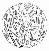 Phytoplankton Diatoms Illustrationer Clipground sketch template