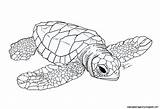 Turtle Sea Drawing Baby Line Leatherback Coloring Turtles Loggerhead Pages Drawings Draw Paintingvalley Probably Bio Started Ago While Getdrawings Wallpapers sketch template