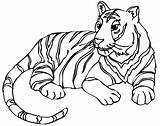 Tiger Coloring Pages Lion Printable Color Getcolorings Colo Print sketch template
