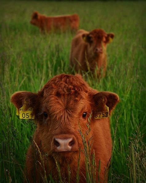 highland cattle calf   bring  smile   day