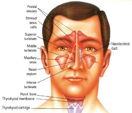 sinusitis   rubrics homoeoscan homoeopathy