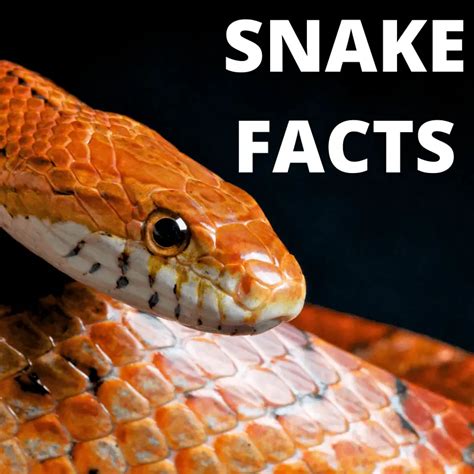 fascinating snake facts petrapedia