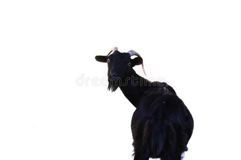12 073 Funny Goat Photos Free And Royalty Free Stock