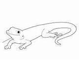 Gecko Lizard Zum Geckos Masken Reptiles Bestcoloringpagesforkids sketch template