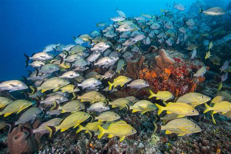 common reef fish  florida   caribbean