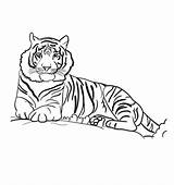 Tiger Coloring Sumatran Pages Printable Critically Endangered sketch template