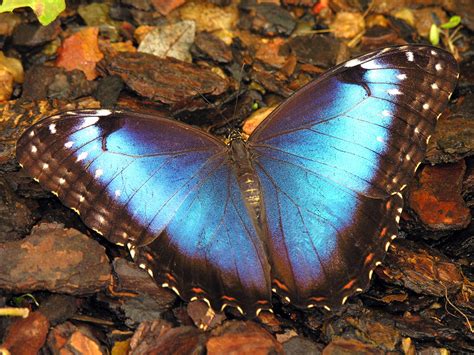 blue butterfly pictures unique animal wallpapers