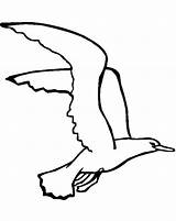 Gaviota Gaviotas Volando Seagull Aves Animales Albatross Wandering Seagulls Ve sketch template