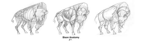 animal anatomy bison  ravenclaw  deviantart
