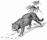 Coloring Pages Big Cat Cats Jaguar Panther Pacing sketch template