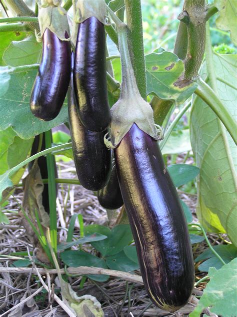 grow organic eggplant organic gardener magazine australia