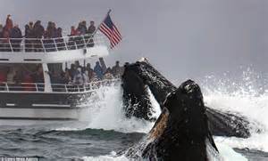 whale bursts  surface inches   boat  monterey bay