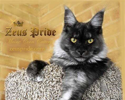 pin on maine coon kittens and cats