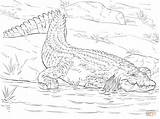 Crocodile Coloring Pages Realistic Nile Drawing Crocodiles Animal Printable Animals Kids Alligator Color Adults African Caiman sketch template