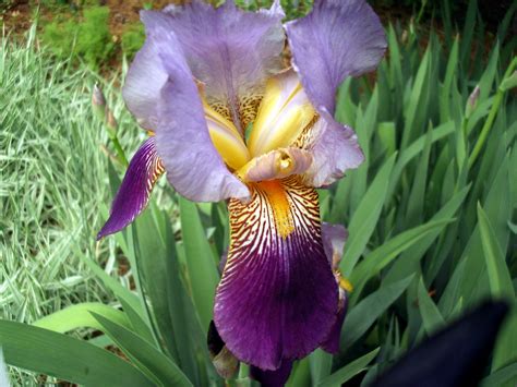 flowers  nature   garden iris