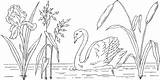 Swan Coloring Pages Pond Baby Color Swimming Print Animals Kids sketch template