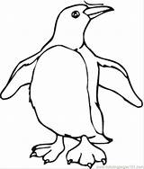 Coloring Pages Penguin Cartoon Penguins Kids Printable Color Cliparts Clipart Chinstrap Colour Getcolorings Print Clip Popular Erect Crested sketch template