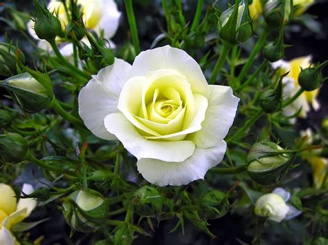 kumpulan gambar bunga mawar putih  cantik indahblog bunga