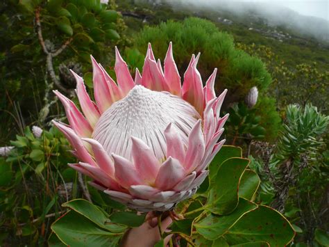 protea cynaroides  table mountain south africa protea flower