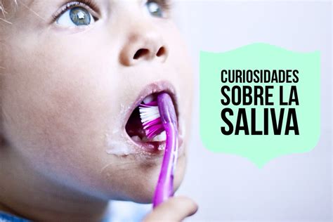 saliva importancia de la saliva  funciones de la saliva