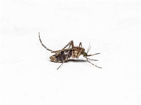 aedes mosquito stock  pictures royalty  images istock
