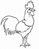 Ayam Mewarnai Animasi Jago Kartun Bergerak Anak Paud sketch template