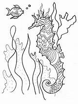 Seahorse Coloring Fish Book Robin Pedrero Maria Print sketch template