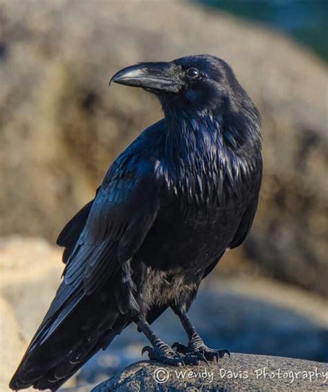 Your Daily Raven By Wendy Davis Photography Crow Art Bird Art