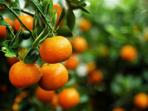 growing tangerines tips  caring  tangerine trees